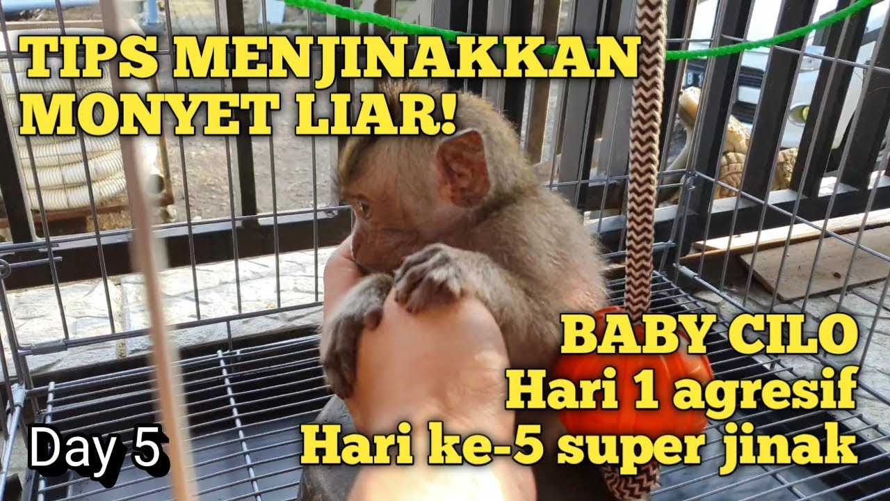 Cara menjinakkan monyet pantai liar dalam 5 hari. How to tame your monkey!