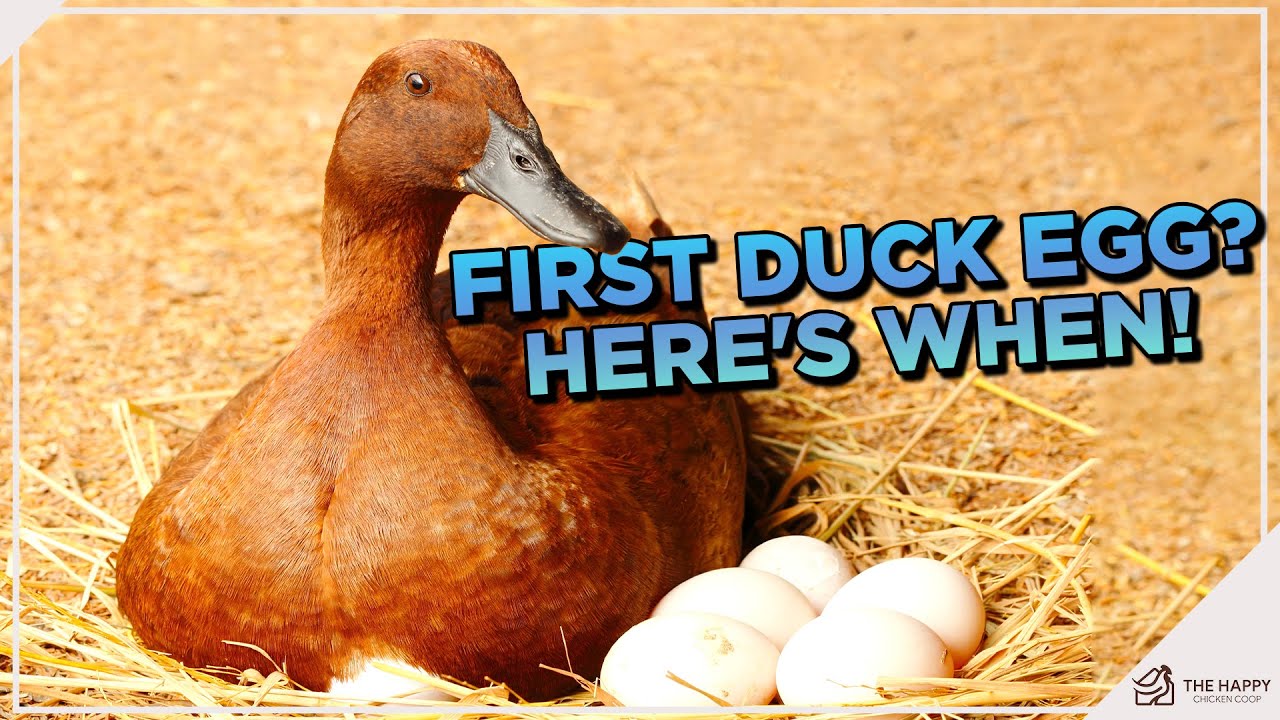 First Eggs Incoming! When Do Ducks Start Laying Eggs?