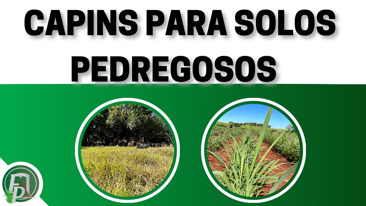 CAPINS PARA SOLOS PEDREGOSOS