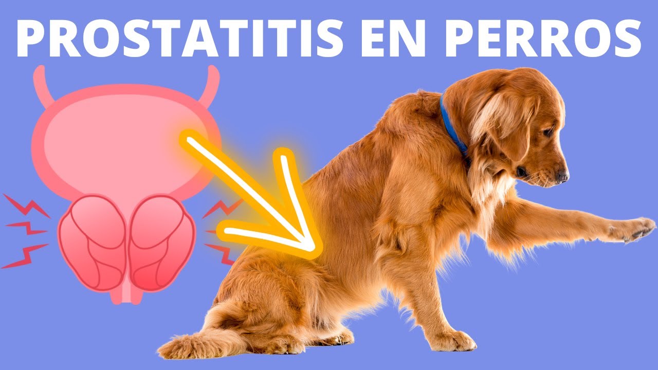 PROSTATITIS EN PERROS/HIPERPLASIA PROSTATICA BENIGNA/CANCER DE PROSTATA
