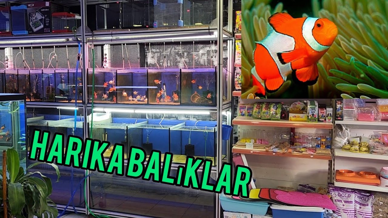 Petshop Gezisi 2024 Balık Fiyatları