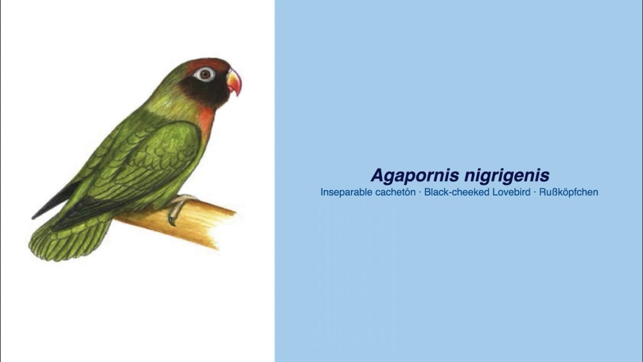 Video Encyclopedia of Parrot Species - #160 Agapornis nigrigenis