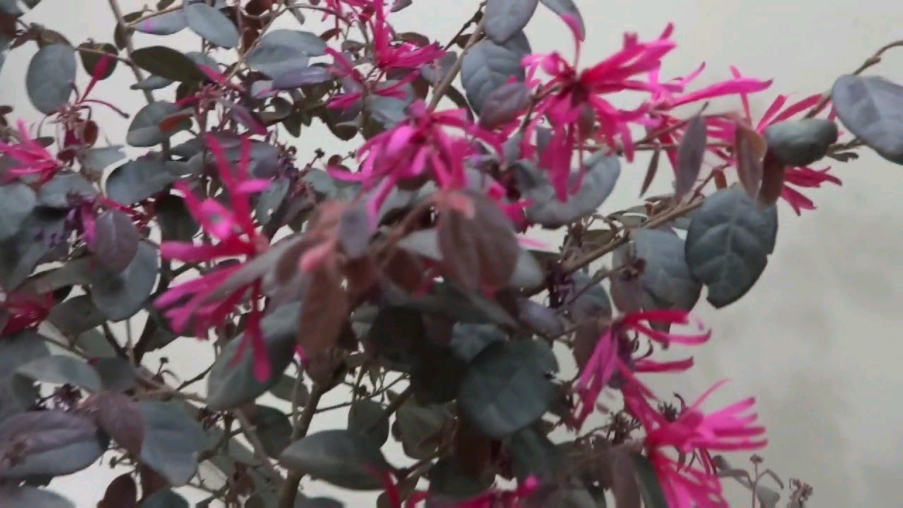 Loropetalum/Chinese Fringe flower plant Care,Propagation and perfect potting soil