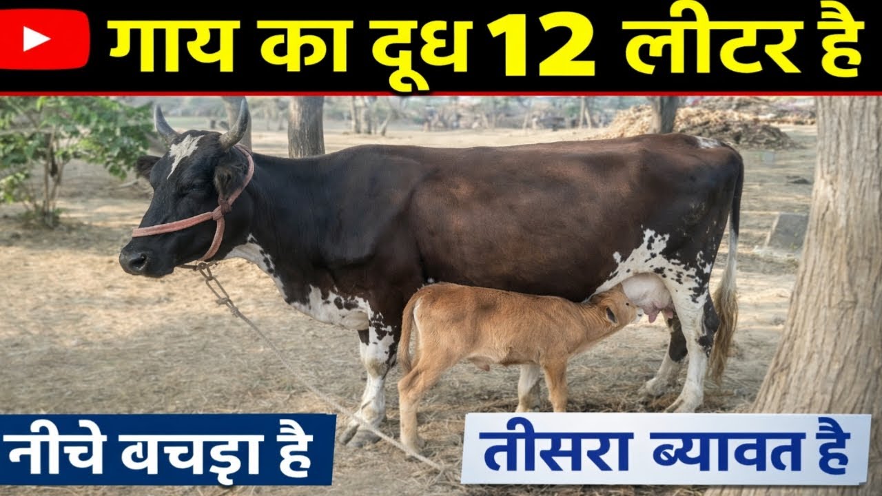 🐄 12 लीटर दूध देने वाली गाय 😱 नीचे बछड़ा | तीसरा ब्यावत | कमाल की गाय2️⃣ रोज़ 12 लीटर दूध😍ऐसी गाय