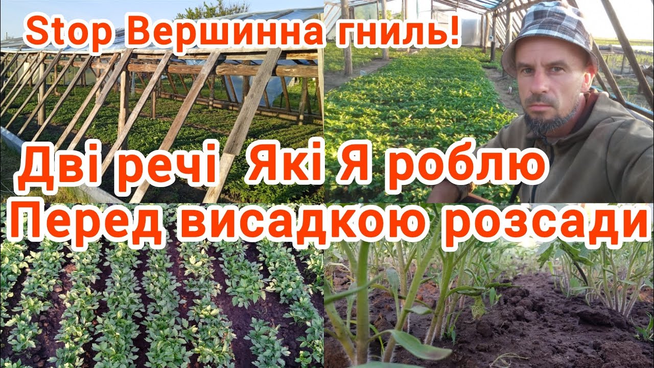 Розсада томатів,готуємося до висадки .