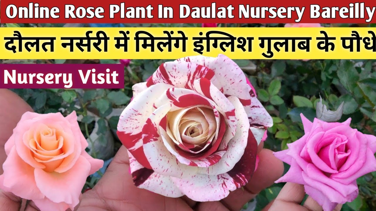 Rose Plant Nursery Visit Bareilly🌹Online Rose Plant Sell India🌹Daulat Nursery Visit Bareilly🌹