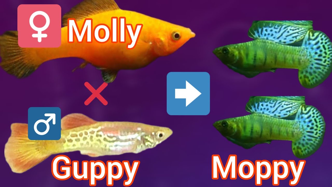 Lo que nadie te contó sobre la HIBRIDACION de molly x guppy