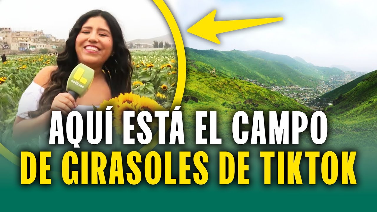 ¡El campo de girasoles viral de TikTok! Visita las Lomas de Aucallama en Huaral