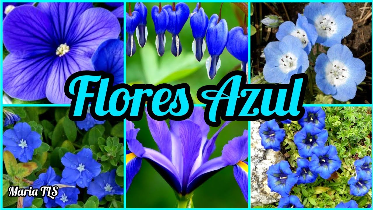 +120 NOMES DE FLORES/AZUL\(*;*)/#nomesdeflores #floresazul #mariatls