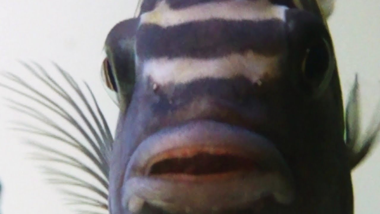 Bumblebee cichlid Pseudotropheus Crabro Aggressive Malawi Mbuna