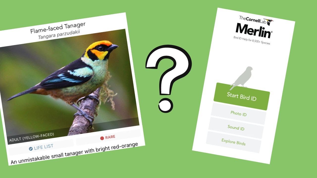 Как использовать eBird и Merlin
