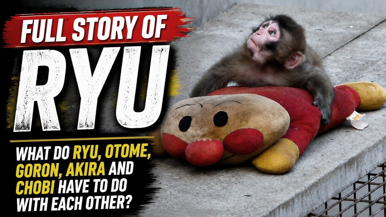 Story Of RYU: The Forgotten Monkey Who Faced the Harshest Life in Monkey Mountain