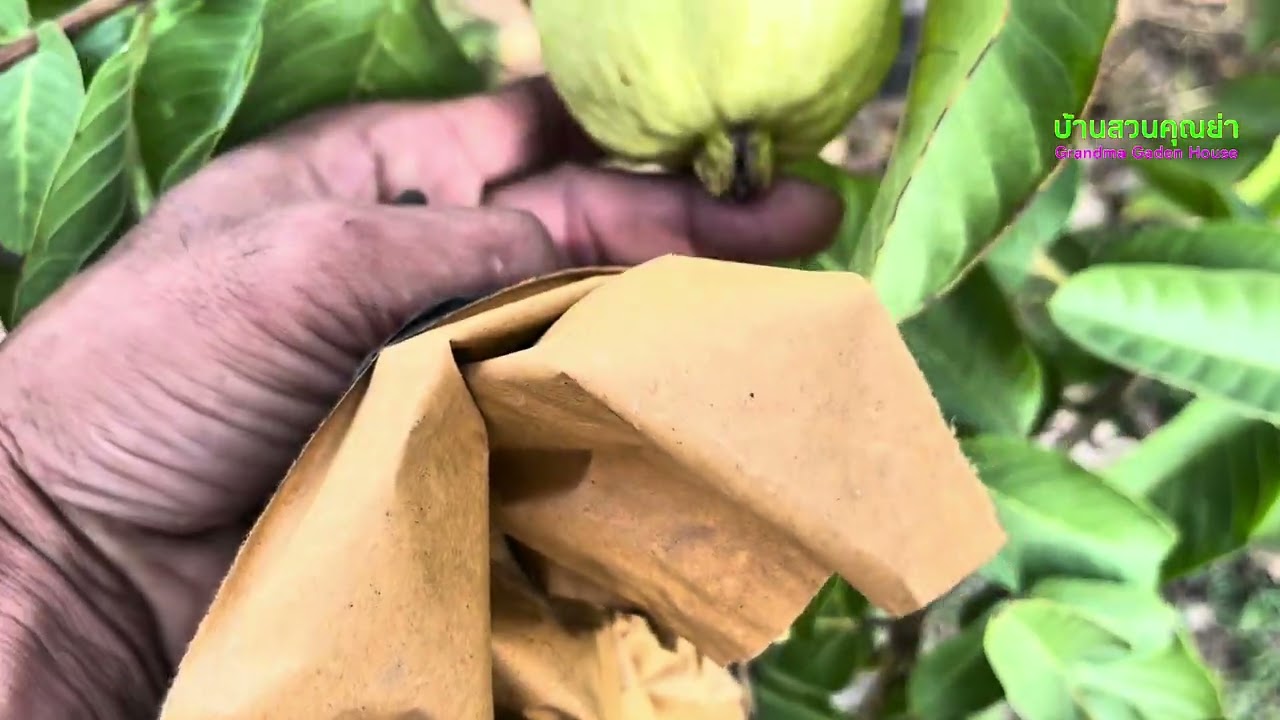 ได้เวลาใสปุ๋ยพรวนดินขนุนแดงสุริยาแล้วครับ บ้านสวนคุณย่า Grandma Garden House Ep.173