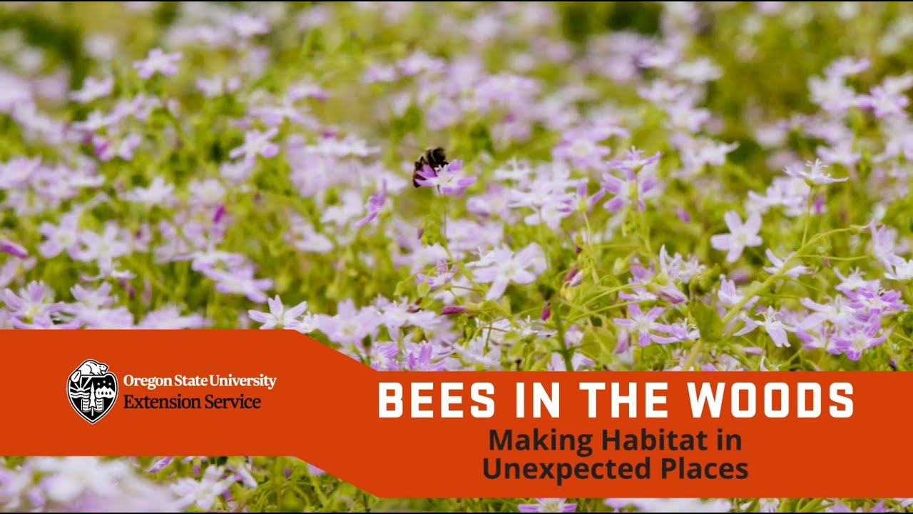 Bees in  the woods: Creating pollinator habitat in unexpected places