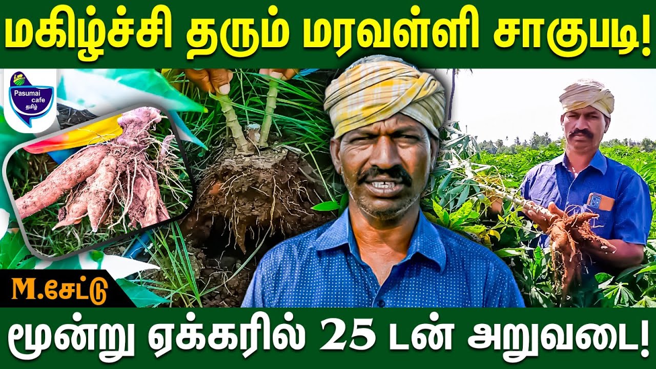 பராமரிப்பில் இருந்து விற்பனை வரை எல்லாமே மரவள்ளியில் எளிது - சேட்டு | Maravalli Kilangu Cultivation