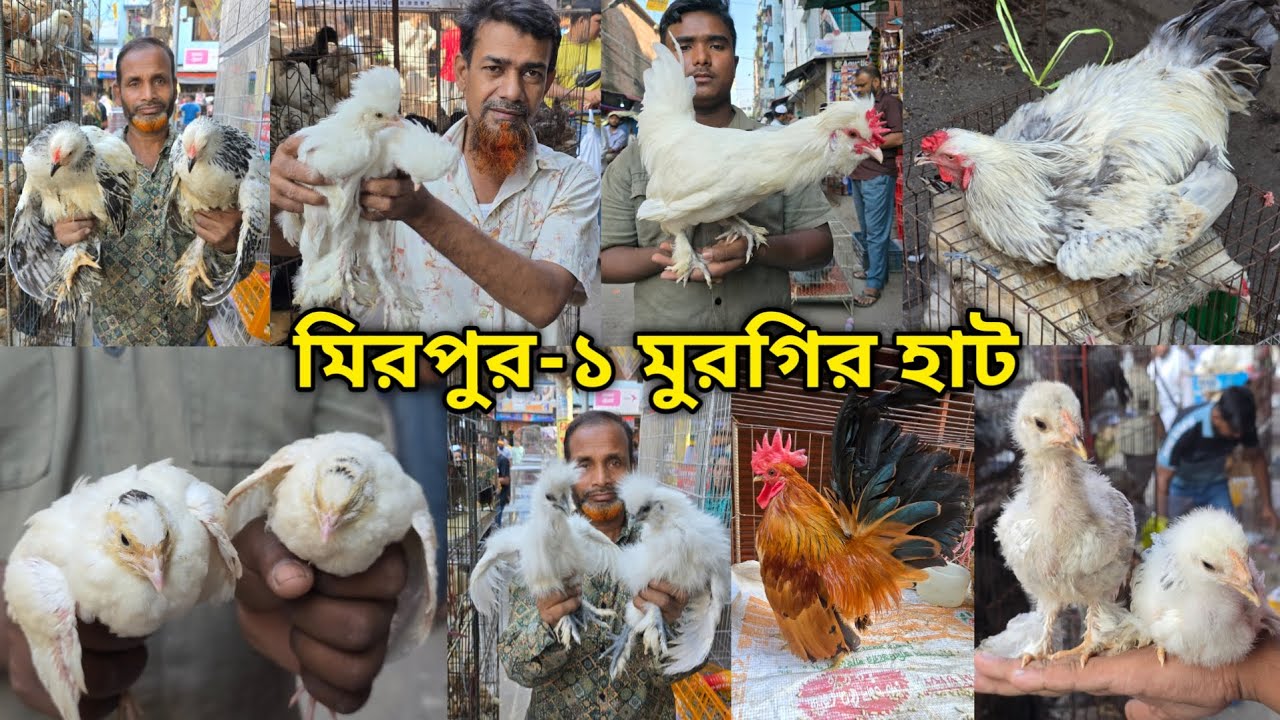Mirpur 1 chicken hat | বাচ্চা সহ দেশি মুরগি | দেশি মুরগিতে ভরপুর | ফেন্সি মুরগি | ফেন্সি মুরগির দাম 