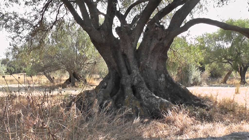 Kefalonia Lassi 2014