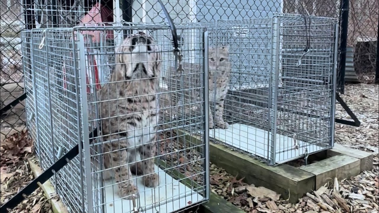 Operant Conditioning on bobcats with Katenna Jones