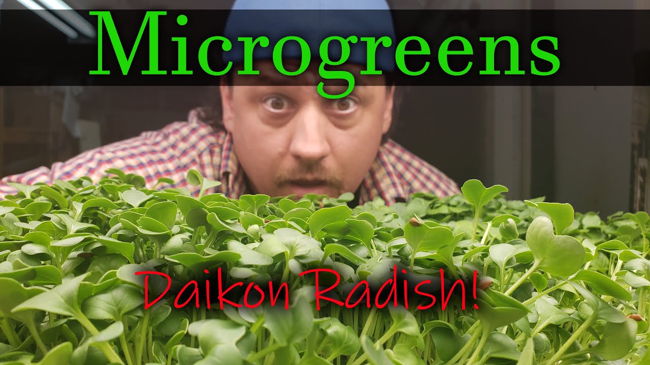 How To Grow Microgreens - Video 2: Daikon Radish