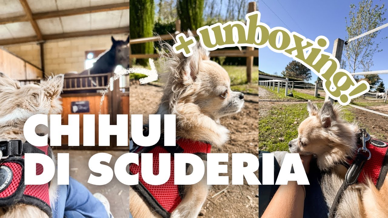 una mattina con il mio chihuahua in scuderia 🤍 + unboxing nuova collaborazione! 🤭🐴