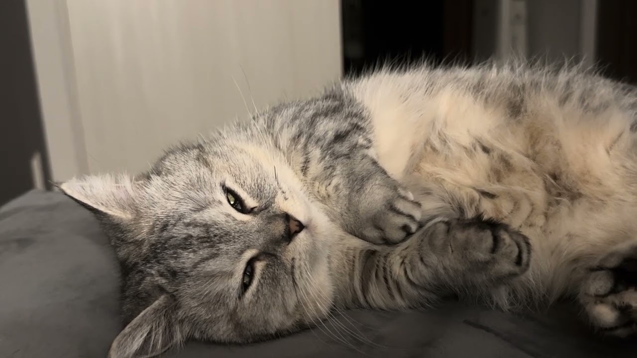 多分夢を見てる