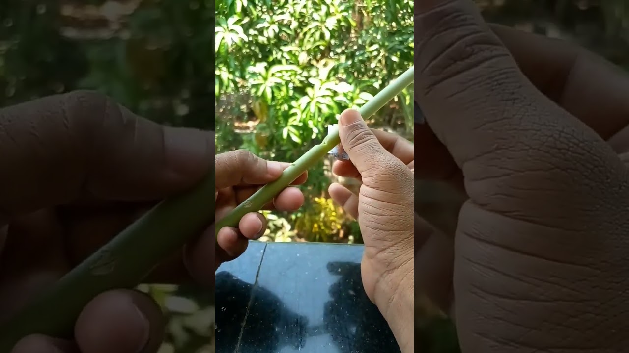 how to make flute with papaya leaf
