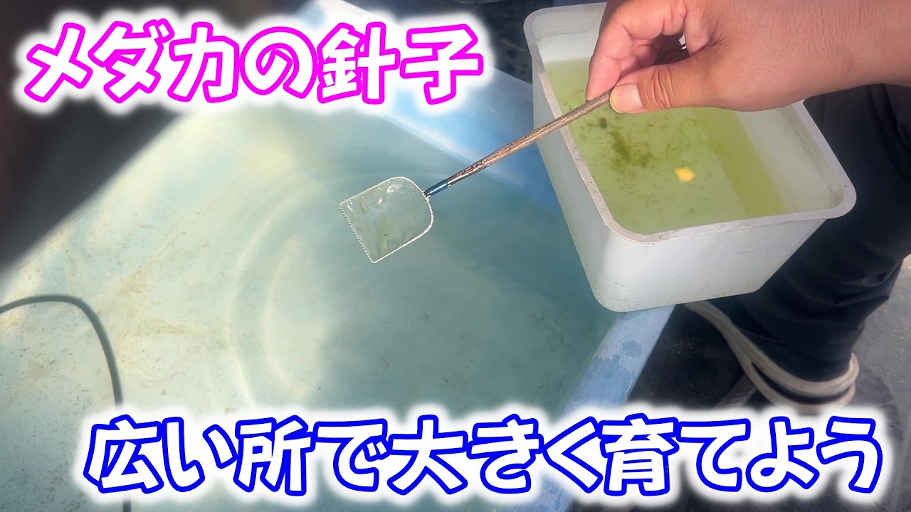 【めだか】メダカの針子を大きくするのは・・・　Ｂ型おやじ　2026年　2月　21日　投稿