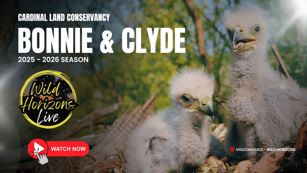 🦅 LIVE Bald Eagle Cam : Cardinal Land Conservancy | Wild Horizons 26.11.25