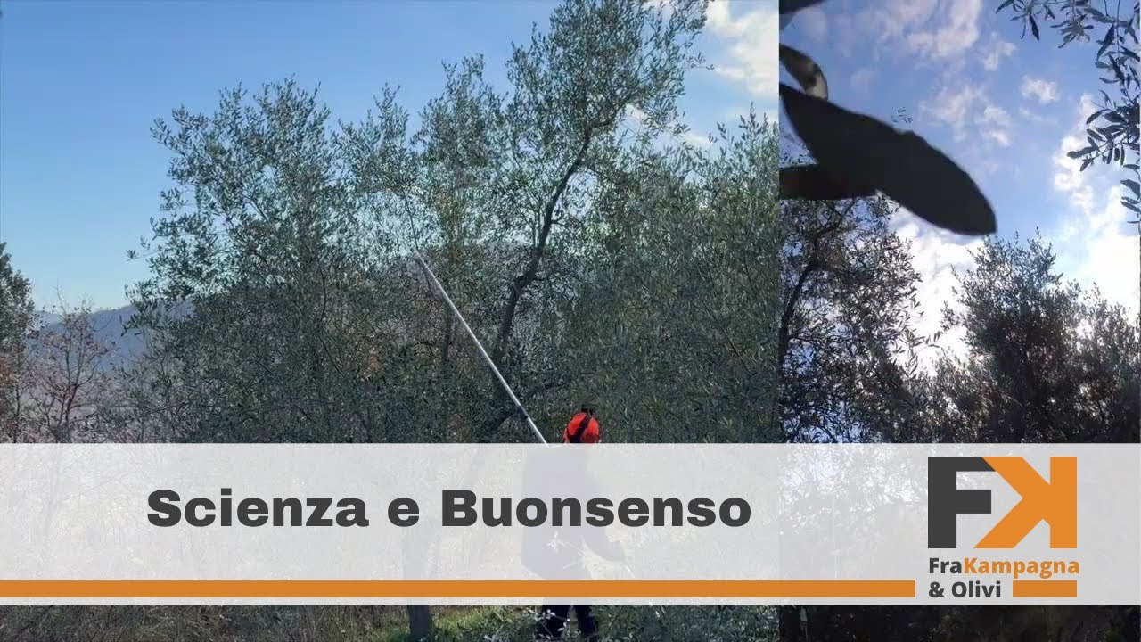 Potatura olivo come gestire le branche