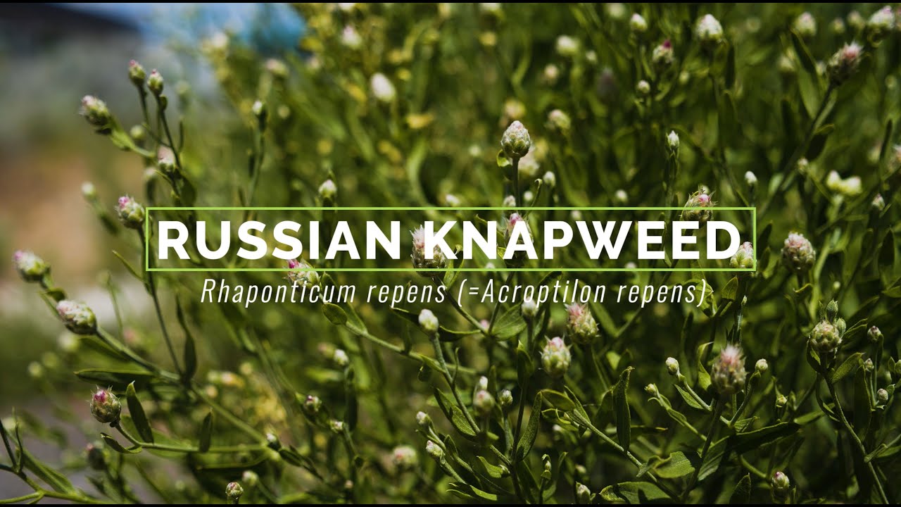 Russian Knapweed
