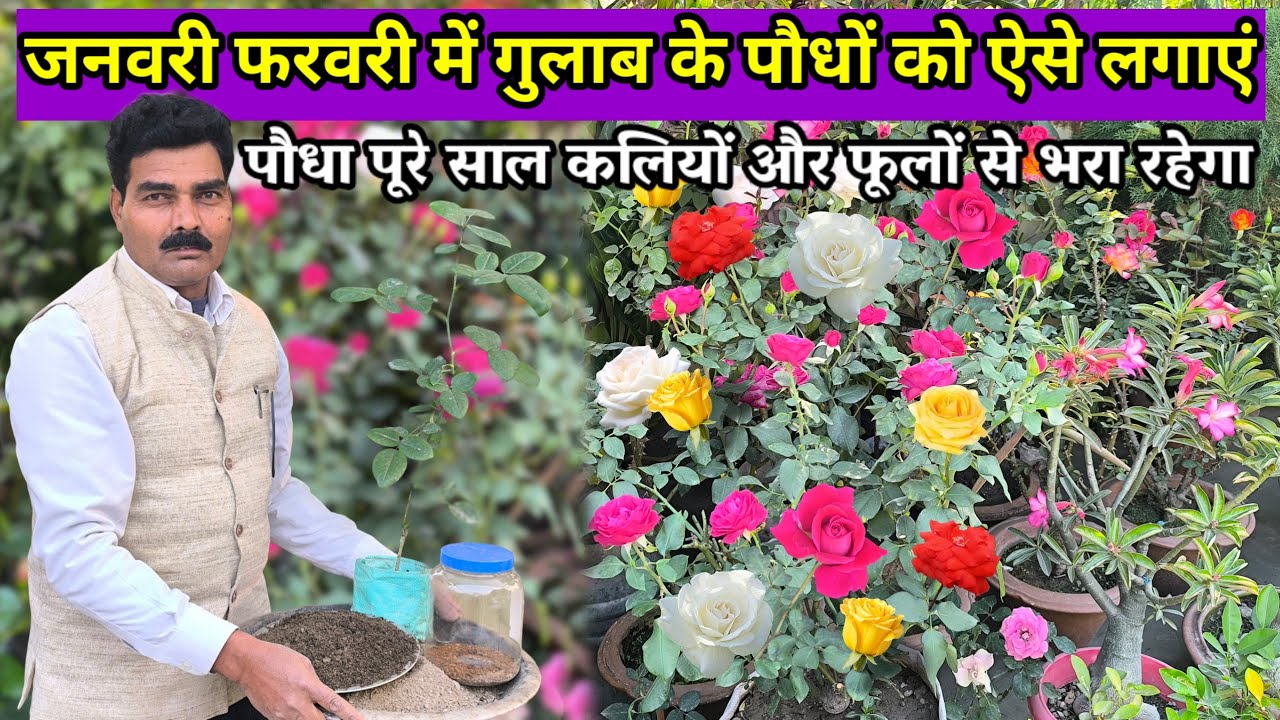 गुलाब के पौधे इस तरह लगाएं 12 महीने आयेंगे फूल | Rose Plant Care