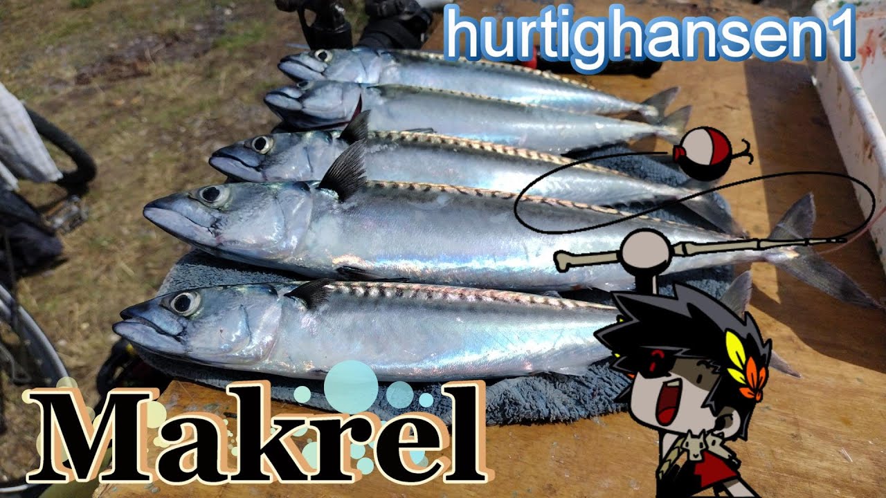 Makrel og Hornfisk på Prøvestenen juli 2023