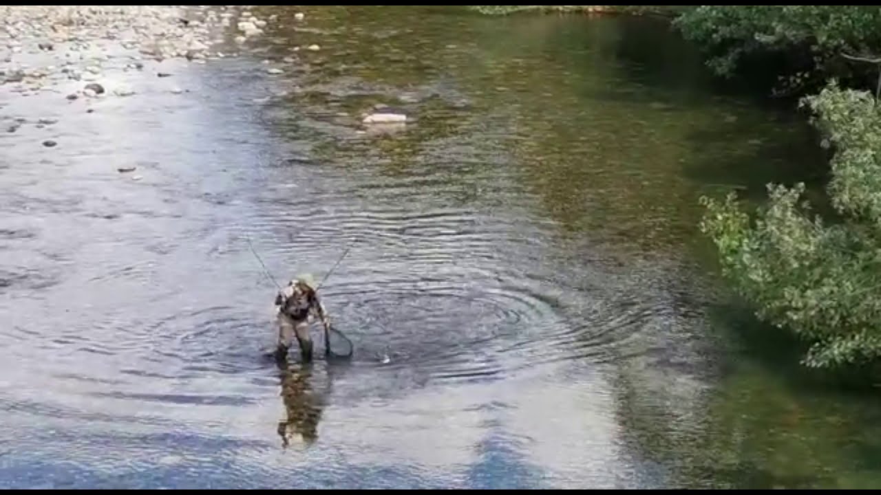 Timalus en en Aude a ninfa vista