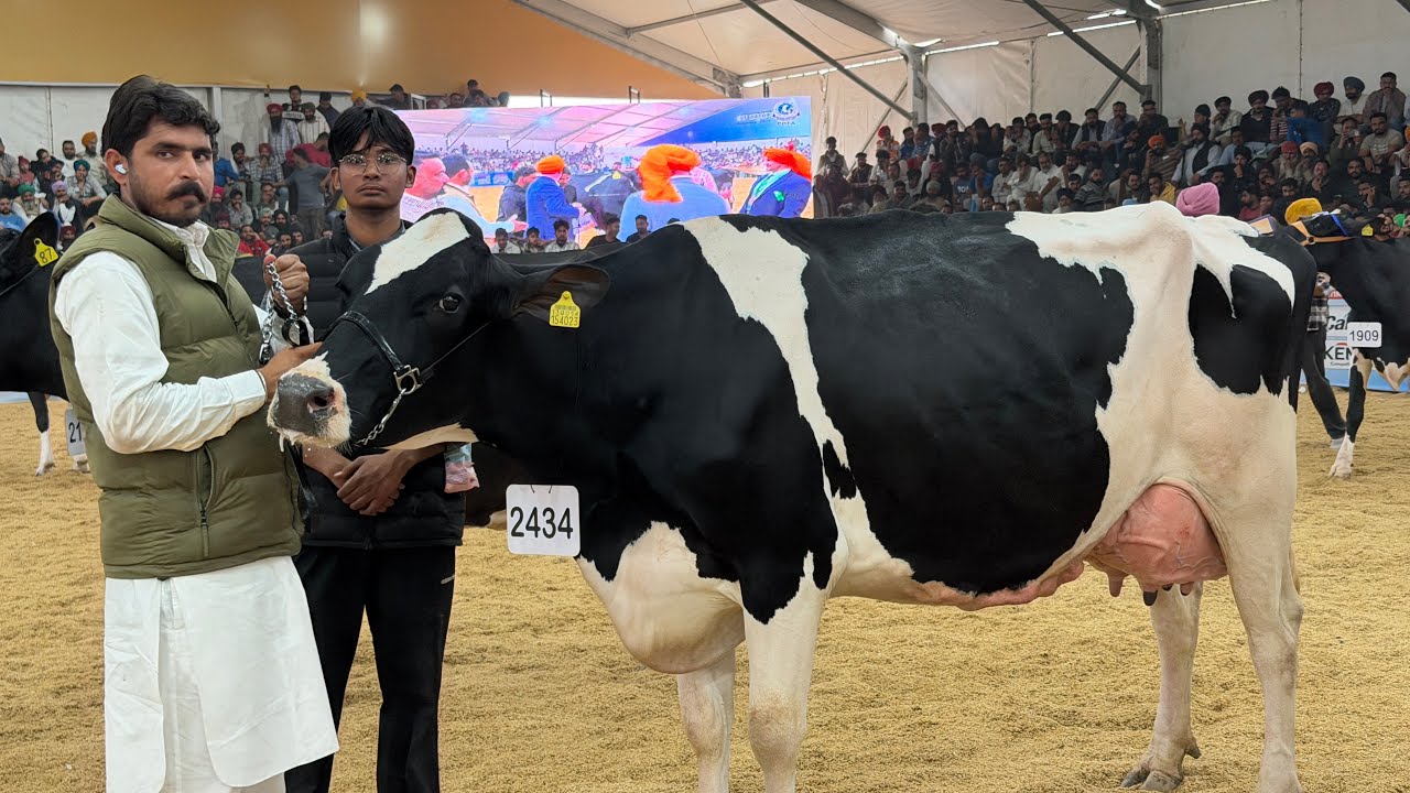 1st Lactation HF Milk-47 Kg at PDFA || Gurwinder Dairy Fatm