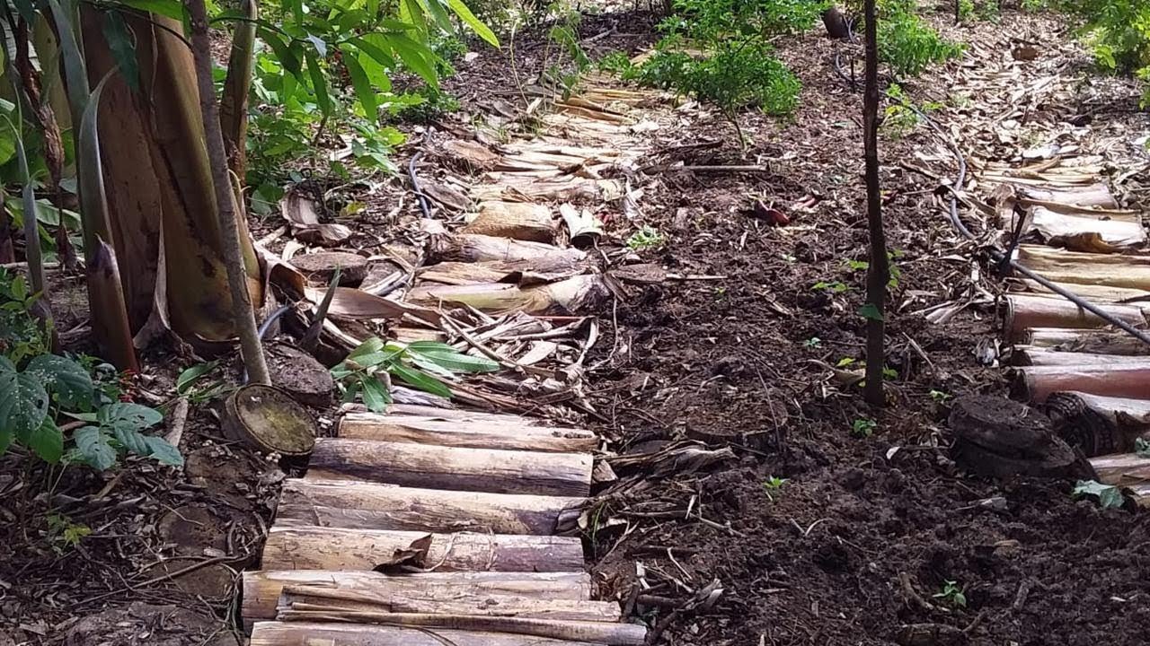 Coringa Agrofloresta: Aula Sobre Matéria Orgânica com Alunos da UFC