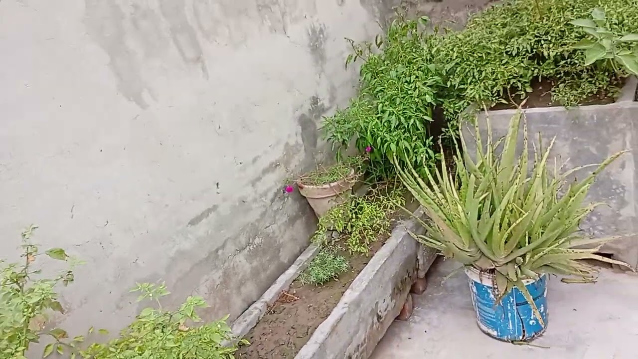 Gamlay may laal phool lag gay hay