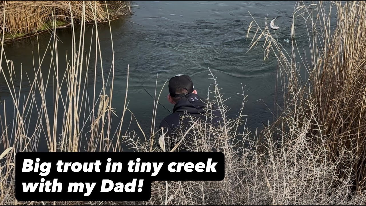 Big trout in tiny creek with my Dad