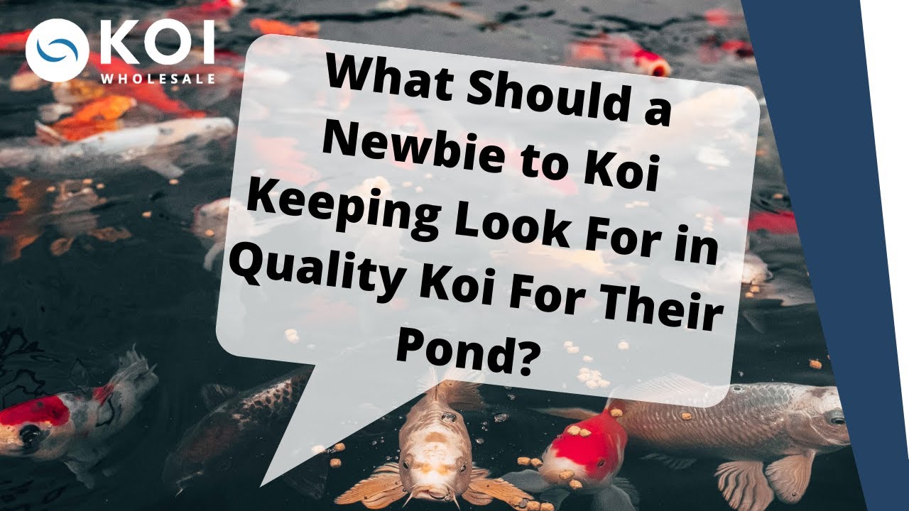 What Should a Newbie to Koi Keeping Look for in Quality Koi For Their Pond?
