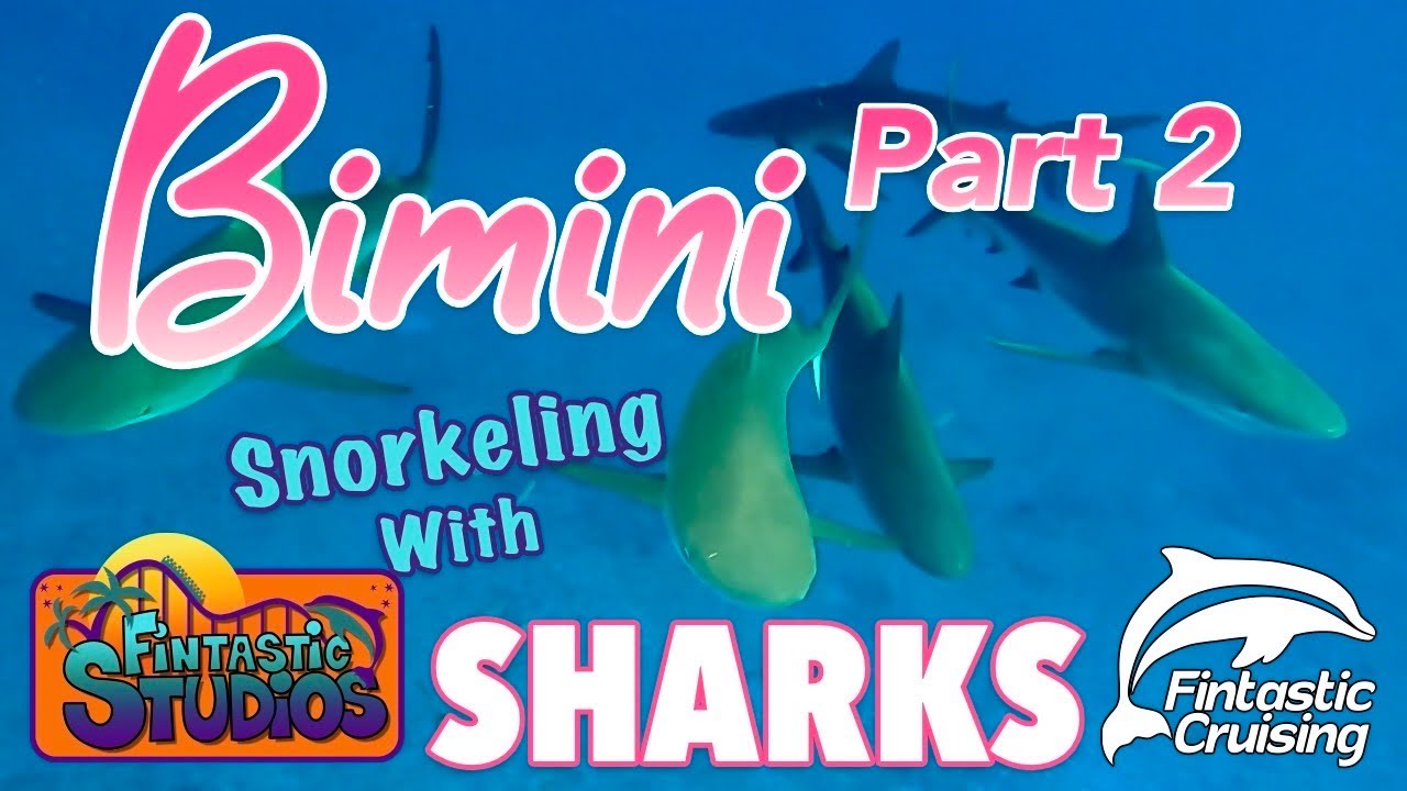 Snorkeling with Sharks in Bimini