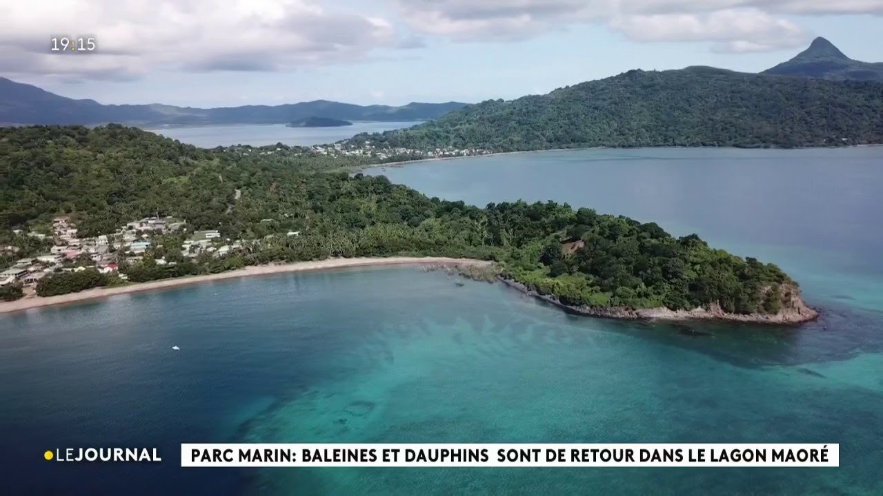Parc Marin: Baleines et dauphins sont de retour dans le lagon maor&eacute;.