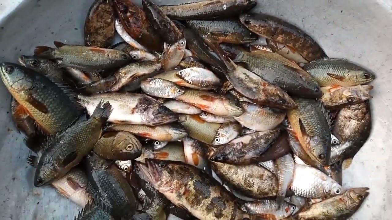 In this video, you will see different types of fish including Nani Bill, Punshibil, Nirail Bill, Pu