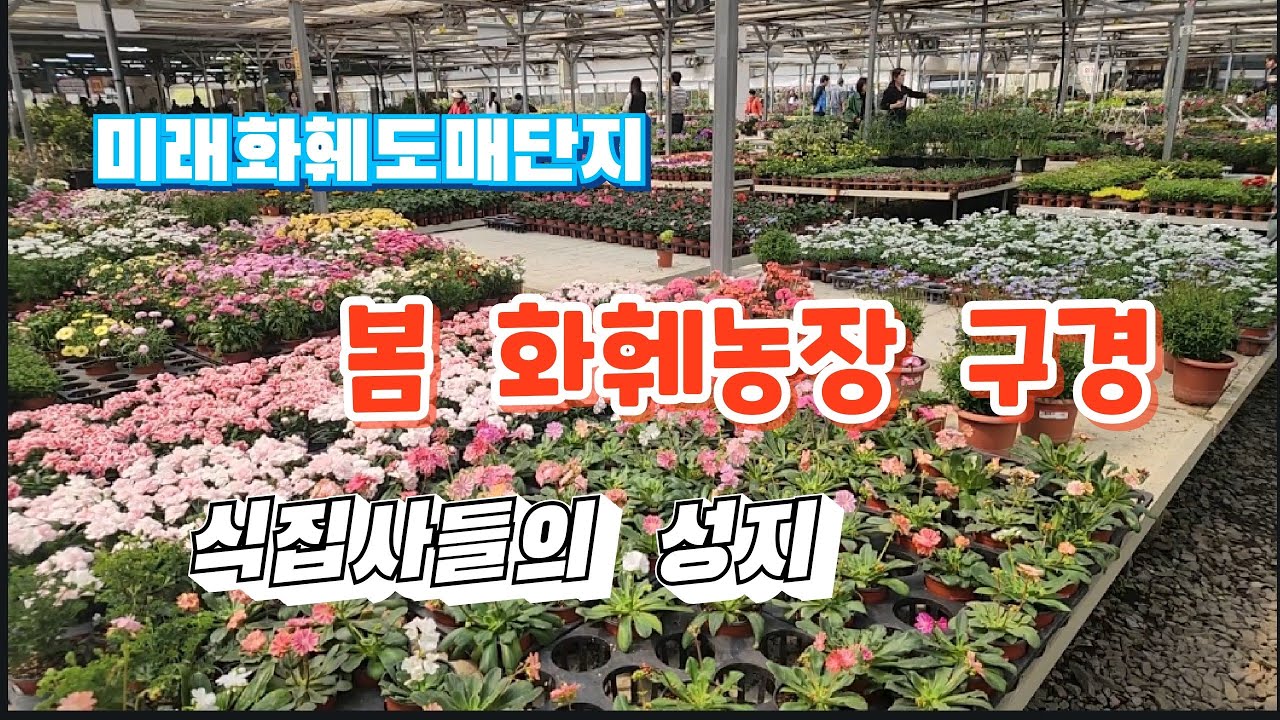 🌴⚘️화훼농장  구경하고 왔네요 ~  부산날씨가  여름입니다🥰🤗 부산미래화훼단지#봄꽃#공기정화식물#라푼젤힐링TV