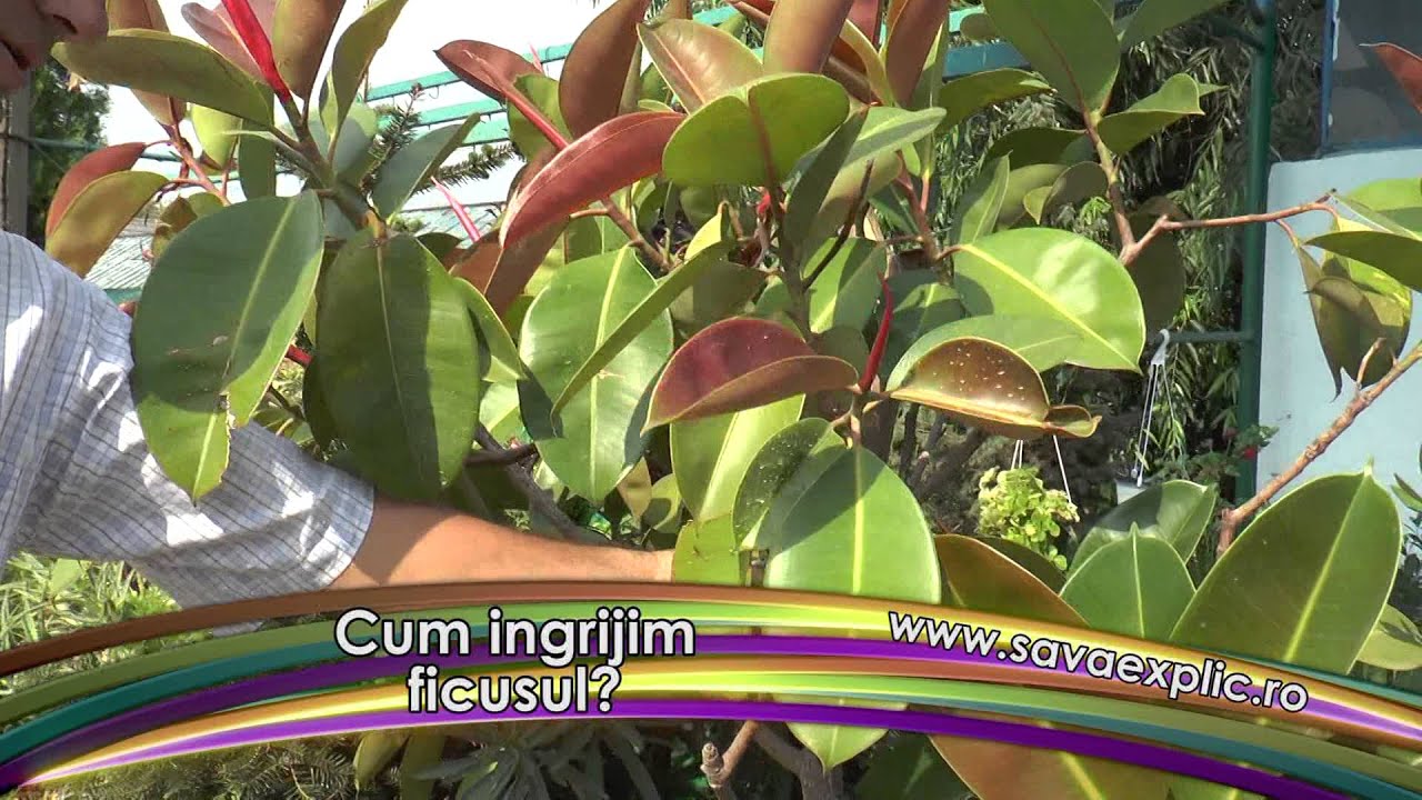 Cum ingrijim ficusul?