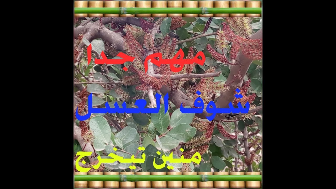 عسل الخروب كيف تعرف ان العسل موجود في شجرة الخروب/مهم جدا للمبتدئين فى تربية النحل/
