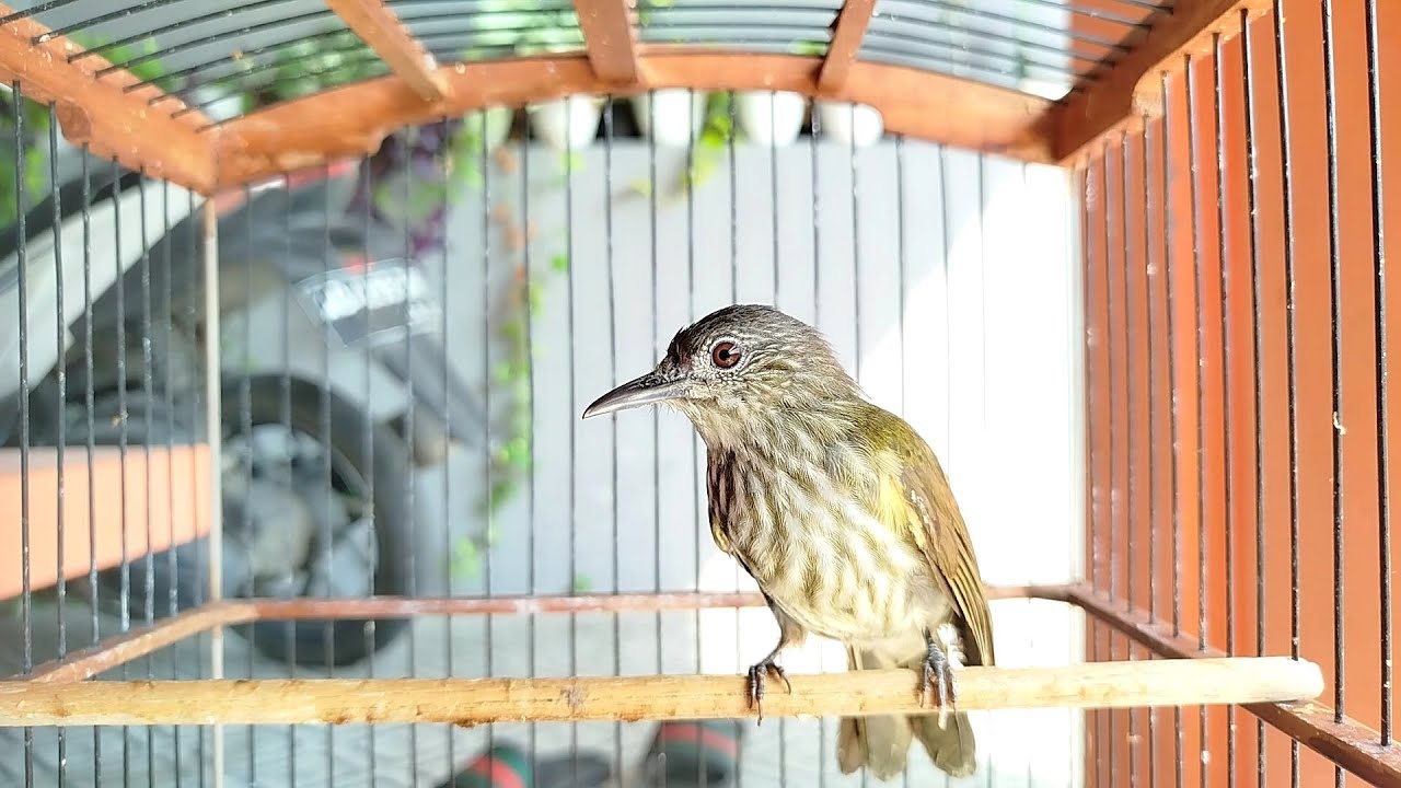 SUARA BURUNG CUCAK RAWIS PALING AMPUH UNTUK PANCINGAN