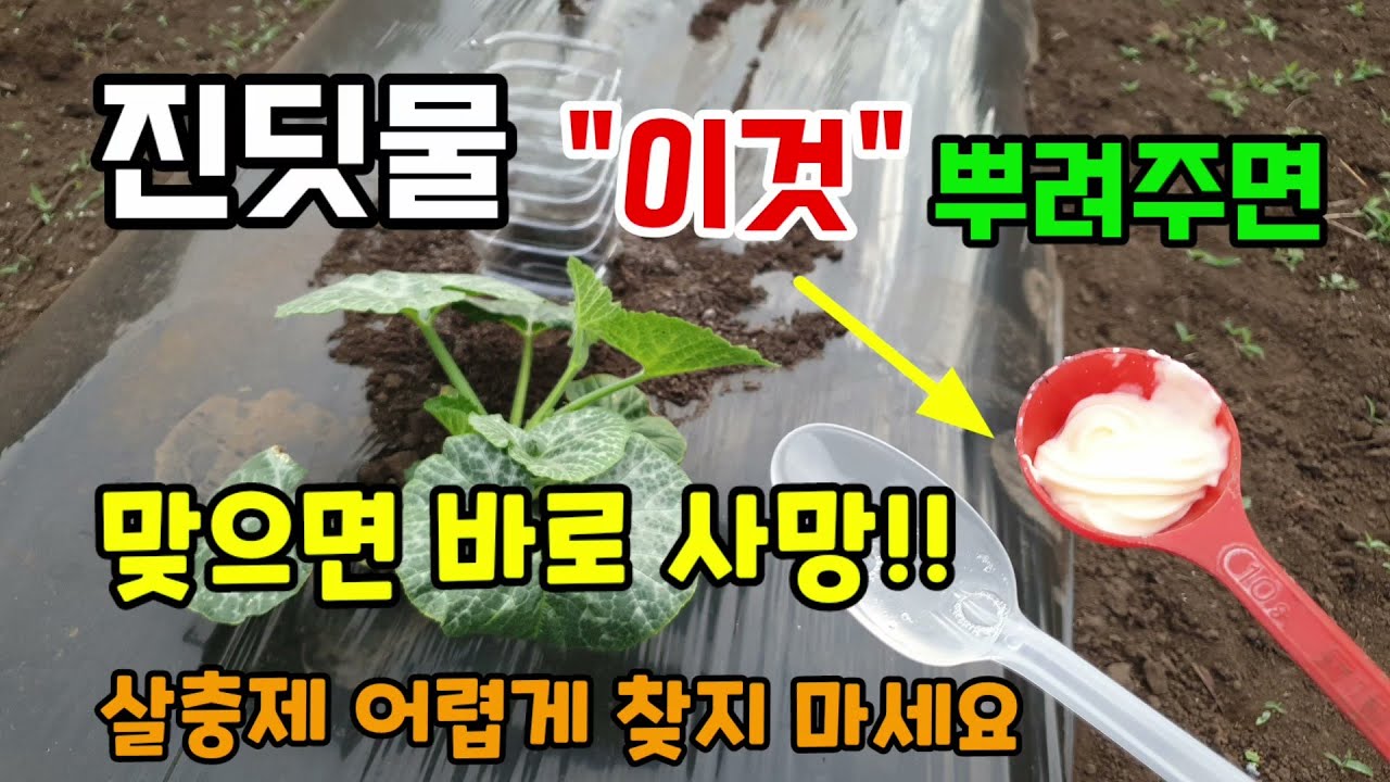 진딧물응애깍지벌레 
