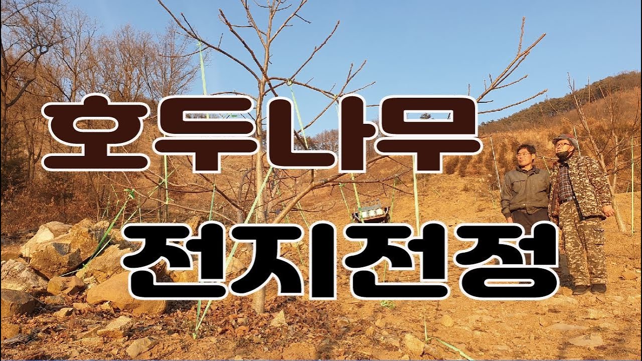호두나무 전지전정