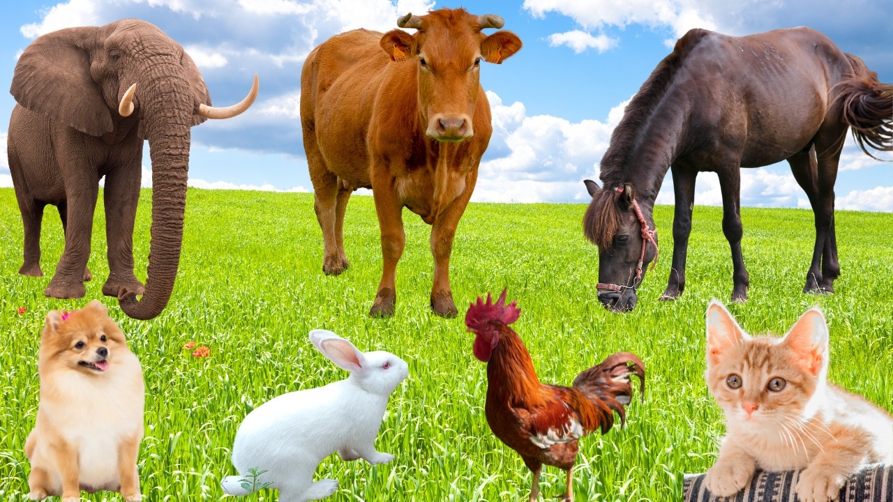 Cute Animal Moments: Cat, Chicken, Rabbit, Elephant. Cow, Horse, Dog-Farm Animals