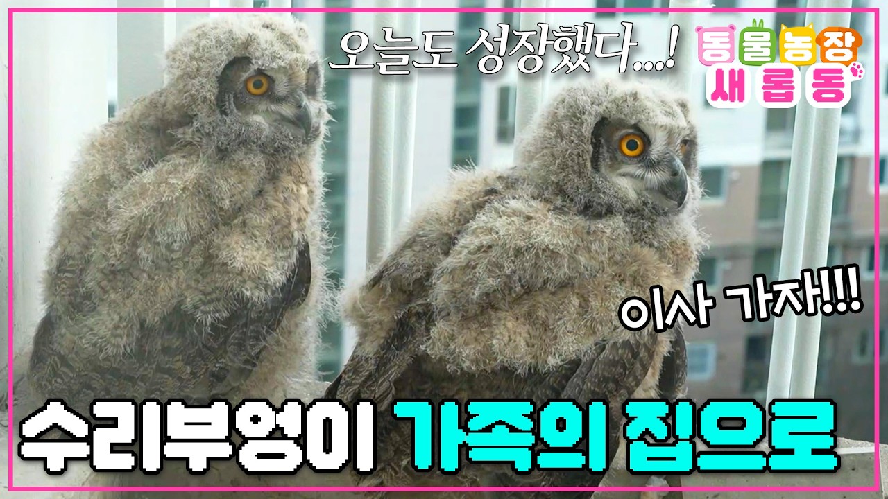 [#새롭동물농장] 더 넓은 세상으로 한 발짝🐾 도시 생활을 끝내고 자연으로 간 수리부엉이 가족의 감동 서사💕 / EP.1223 #TV동물농장 #AnimalFarm #SBSstory