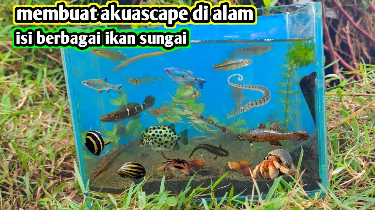 Membuat AKUASCAPE di alam sungai air payau 